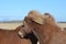 Grooming Pair of Icelandic Horses