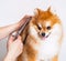 Grooming pomeranian dog