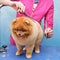 grooming a Pomeranian dog. Closeup of professional groomer trimming little pomeranian spitz