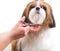 Grooming the Shih Tzu dog