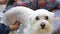 Grooming of white Maltese dog