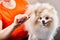 grooming a white pomeranian dog, combing little pomeranian spitz