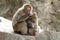 grooming wild Japanese monkeys in Beppu, Oita
