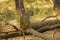 Grooming Wild Rhesus Macaques on a Log