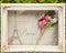 Grooms pink boutonniere in box with a Paris cloth background