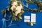 Groomâ€™s boutonniere and bridal accessories on a blue background.