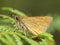 Groot dikkopje, Large Skipper, Ochlodes sylvanus