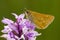 Groot dikkopje, Large Skipper, Ochlodes sylvanus