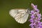 Groot Geaderd Witje, Black-veined White, Aporia crataegi