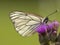 Groot Geaderd Witje, Black-veined White, Aporia crataegi