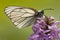 Groot Geaderd Witje, Black-veined White, Aporia crataegi