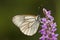 Groot Geaderd Witje, Black-veined White, Aporia crataegi