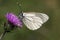 Groot Geaderd Witje, Black-veined White, Aporia crataegi