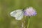 Groot Geaderd Witje, Black-veined White, Aporia crataegi