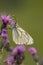 Groot Geaderd Witje, Black-veined White, Aporia crataegi