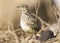 Grootsnavelleeuwerik, Large-billed Lark, Galerida magnirostris