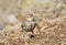 Grootsnavelleeuwerik, Large-billed Lark, Galerida magnirostris