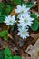 Grooup of Bloodroot Wildflowers