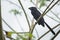 Groove-billed Ani