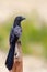 Groove-billed Ani