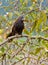 Groove-billed Ani close-up