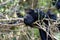 Groove-billed ani - Crotophaga sulcirostris