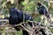 Groove-billed ani - Crotophaga sulcirostris