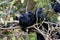 Groove-billed ani - Crotophaga sulcirostris