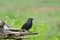 Groove-billed ani Crotophaga sulcirostris