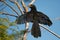 Groove-billed Ani - Crotophaga sulcirostris tropical bird in the cuckoo family, long tail and a large, curved beak. Resident