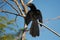 Groove-billed Ani - Crotophaga sulcirostris tropical bird in the cuckoo family, long tail and a large, curved beak. Resident