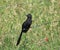 Groove-billed ani perched on a barbed wire