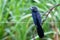 Groove-billed ani tropical bird close up portrait