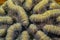 Grooved brain coral