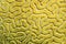Grooved brain coral maze Diploria labyrinthiformis