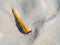 Grooved razor shell, Solen marginatus, in sand at ebb of Waddensea, Netherlands
