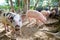 Grop of piglets on farm, one pig looking in camera