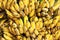 Gros michel bananas branch ripe