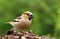 Grosbeak