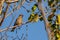 Grosbeak bird branch nestling