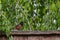 Grosbeak bird stand on a fence top