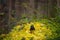 Grosbeak bird stands on a garden bed