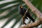 Grosbeak Myna