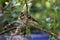 Grosbeak on Pear Twig 06