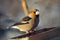 Grosbeak perched on a birdfeeder