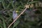 Grosbeak Starling clinging to a tree branch