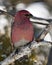 Grosbeak Stock Photo. Grosbeak perched on a branch displaying red feather wings with a blur background in the winter season in its