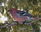 Grosbeak Stock Photo. Grosbeak perched on a branch displaying red feather wings with a blur background in the winter season in its