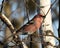 Grosbeak Stock Photo. Grosbeak perched on a branch displaying red feather wings with a blur background in the winter season in its