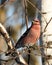 Grosbeak Stock Photo. Grosbeak perched on a branch displaying red feather wings with a blur background in the winter season in its